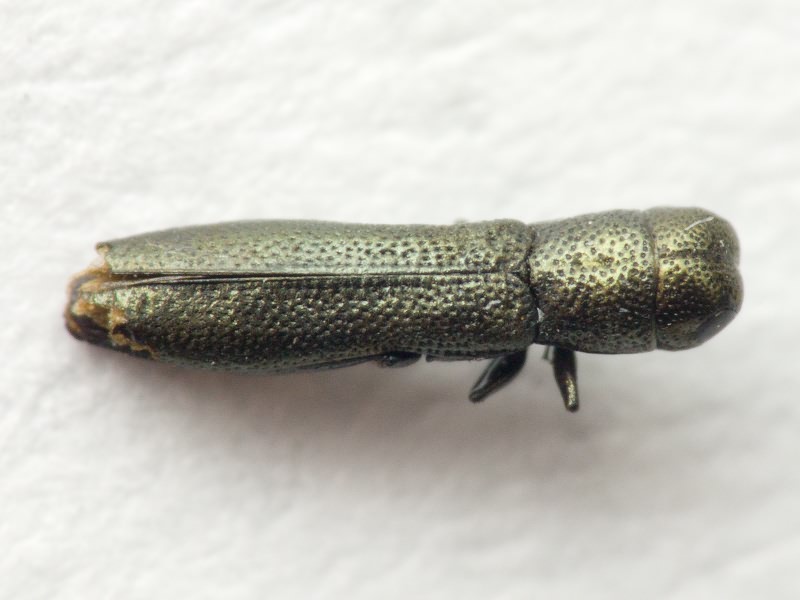 Buprestidae Leach, 1815
